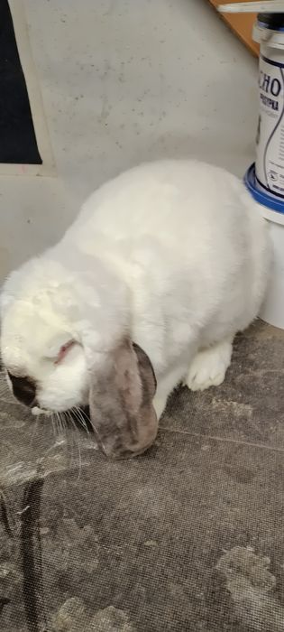 Króliki baran francuski samiec i 3 samice