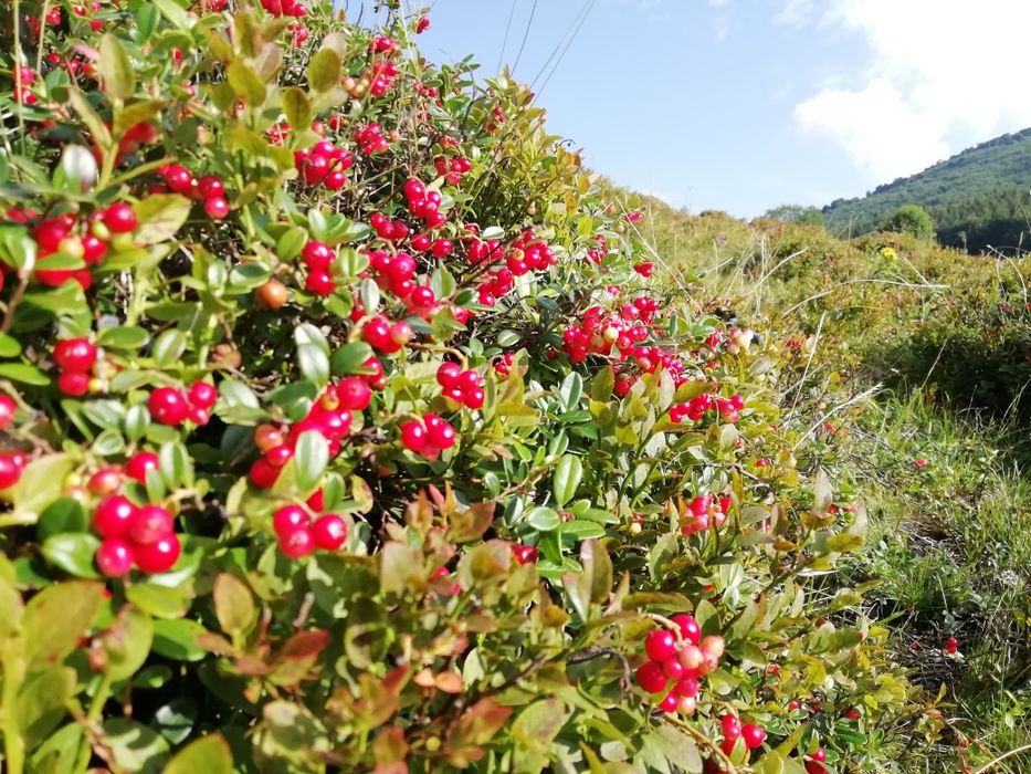 Брусниця сушена, карпатська (брусника)