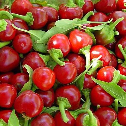 Venda de Malaguetas Small Cherry