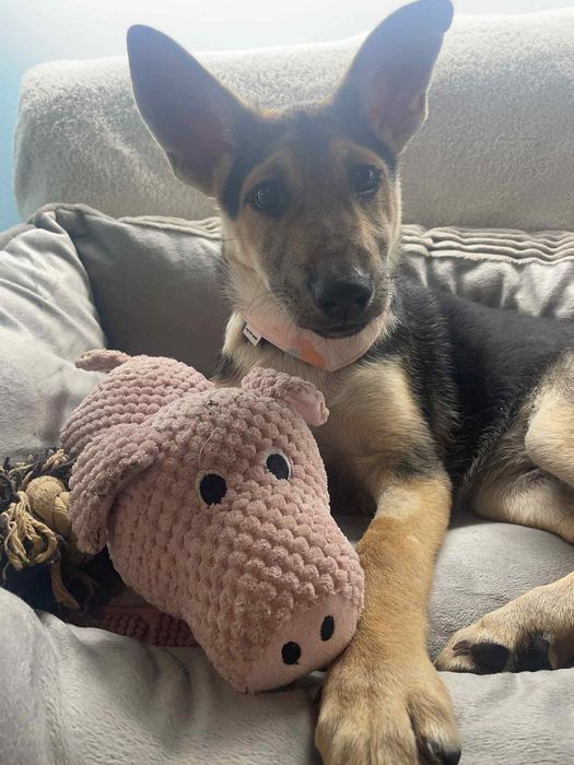 Sunia szczeniak w typie rasy Owczarek Niemiecki  ,szuka domu.