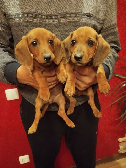 Продам чарівних Таксенят