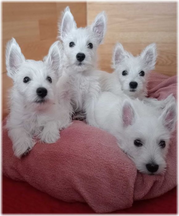 West Highland White Terrier | DNA CMO-0, westie 2025  ZKwP FCI