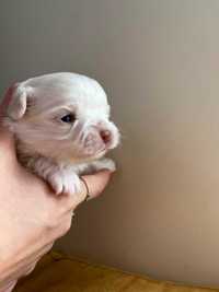 Śliczny Piesek Chihuahua Biało-Kremowy Długowłosy