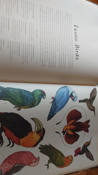 Animalium curated by Katie Scott and Jenny Broom
