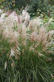 Miskant Chiński Sarabande Cena 28 zł