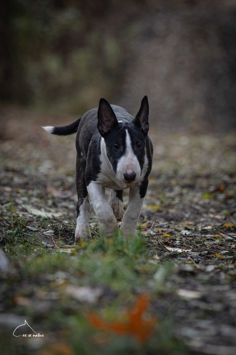 bulterier standard suczka