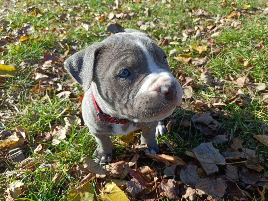American PitBull Terrier Blue