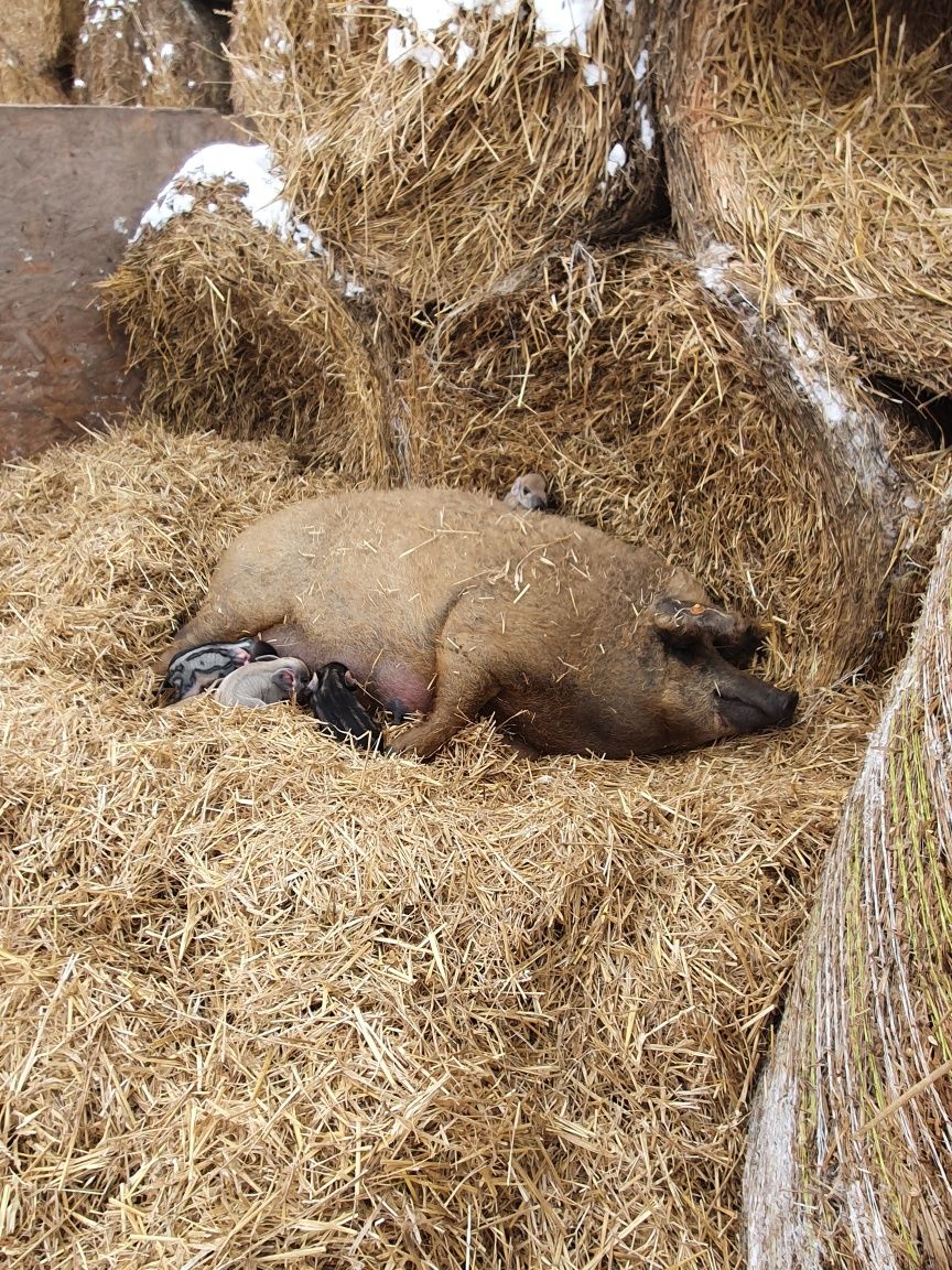 Kiełbasa swojska wędzona Mangalica Duroc