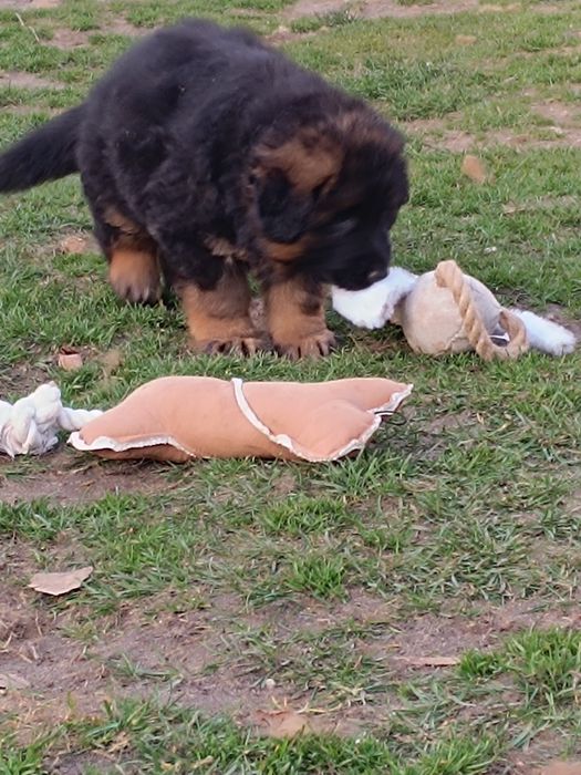 Owczarek niemiecki krótkowłosy suczka