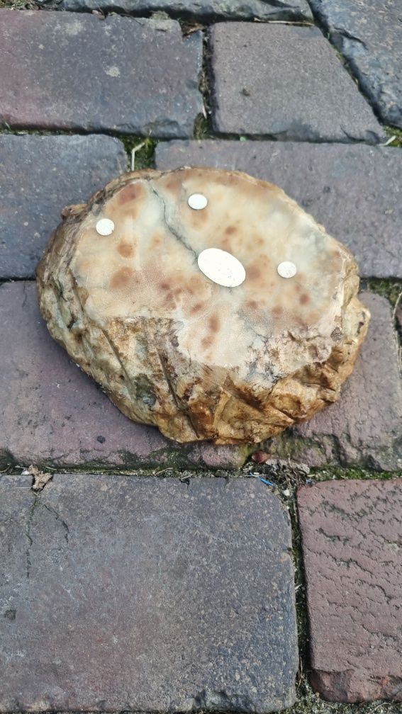 Piękna, stara, ręcznie wykonana alabastrowa włoska popielniczka .