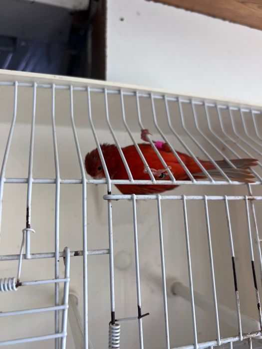 Canário novos c/anilhas