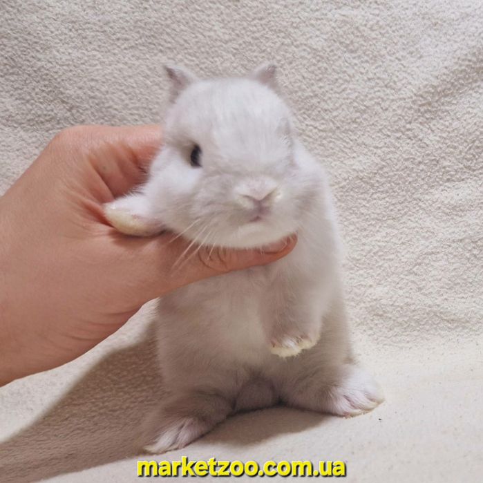 Продається миле торчевухе кроличеня дівчинка породи Нідерландський кар