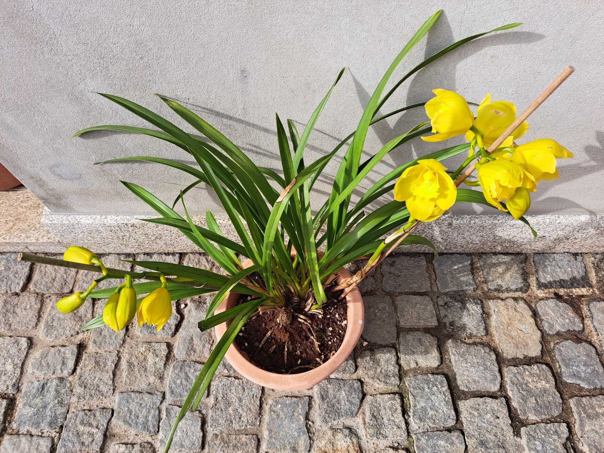 Vaso orquídea caseiro
