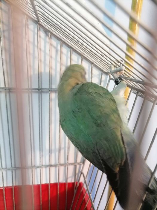 Agarponis rosicolas long.