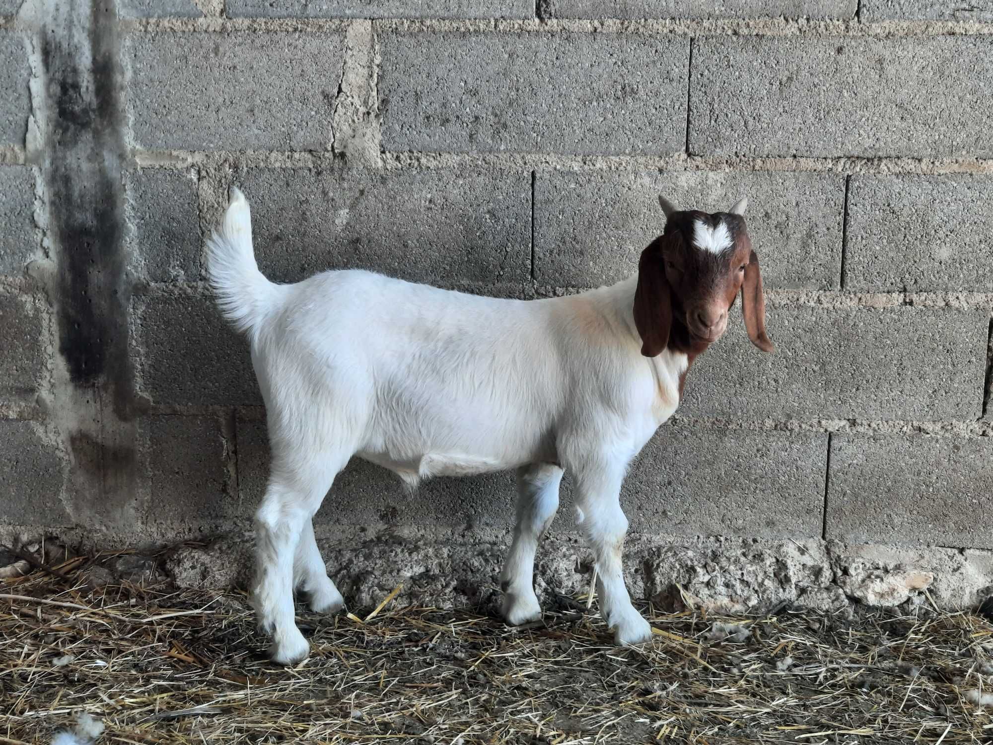 Cabritos raça Boer