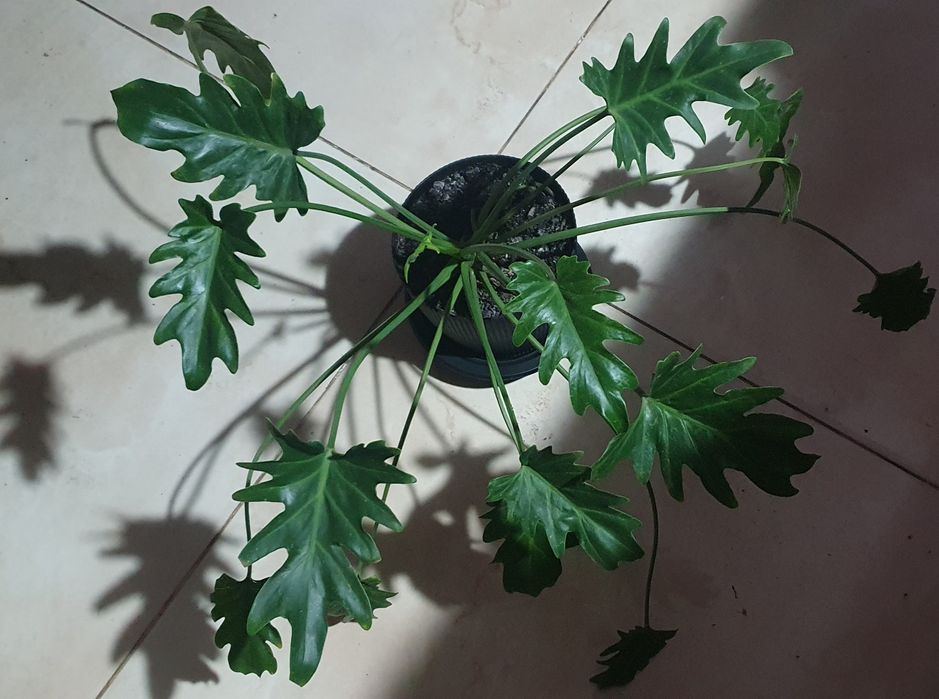 Філодендрон Ксанаду  Philodendron Xanadu