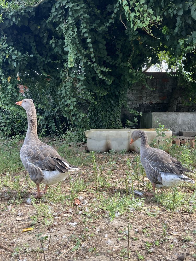 vendo casal de gansos