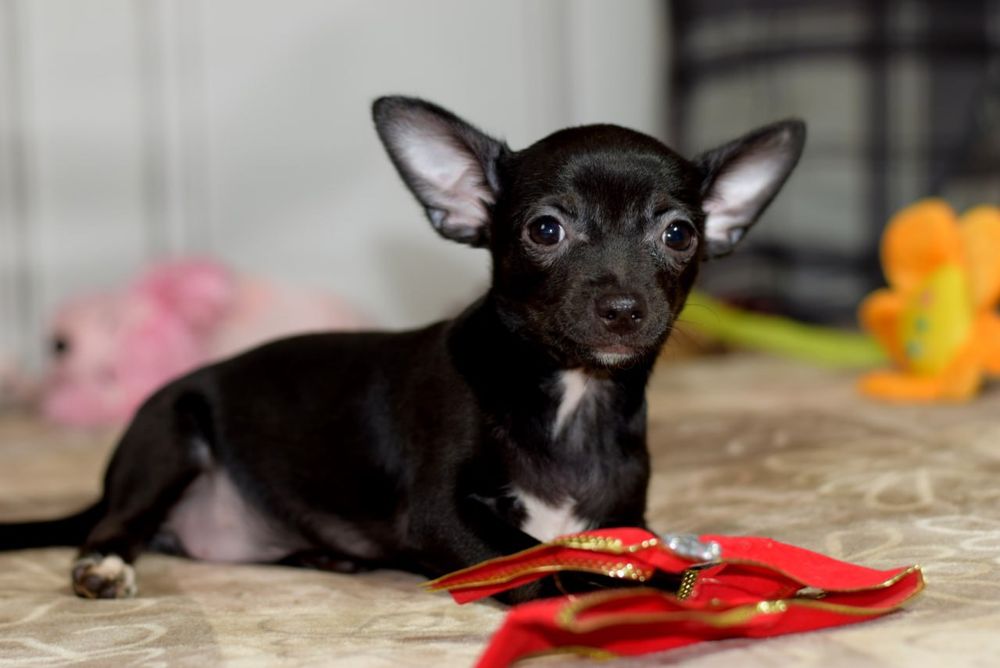 Девочка чихуахуа