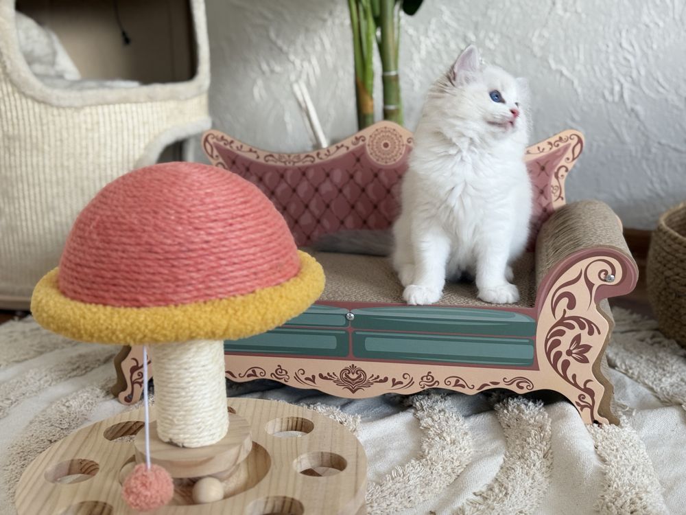 Chlopiec Ragdoll rodowod Fpl