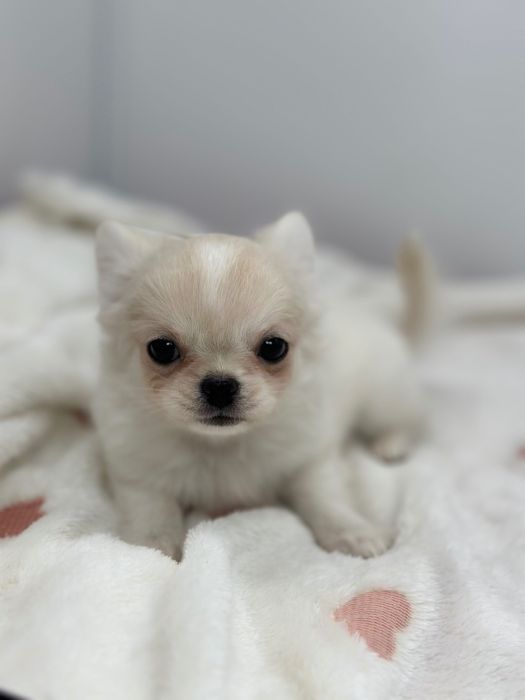 Chihuahua długowłosy FCI