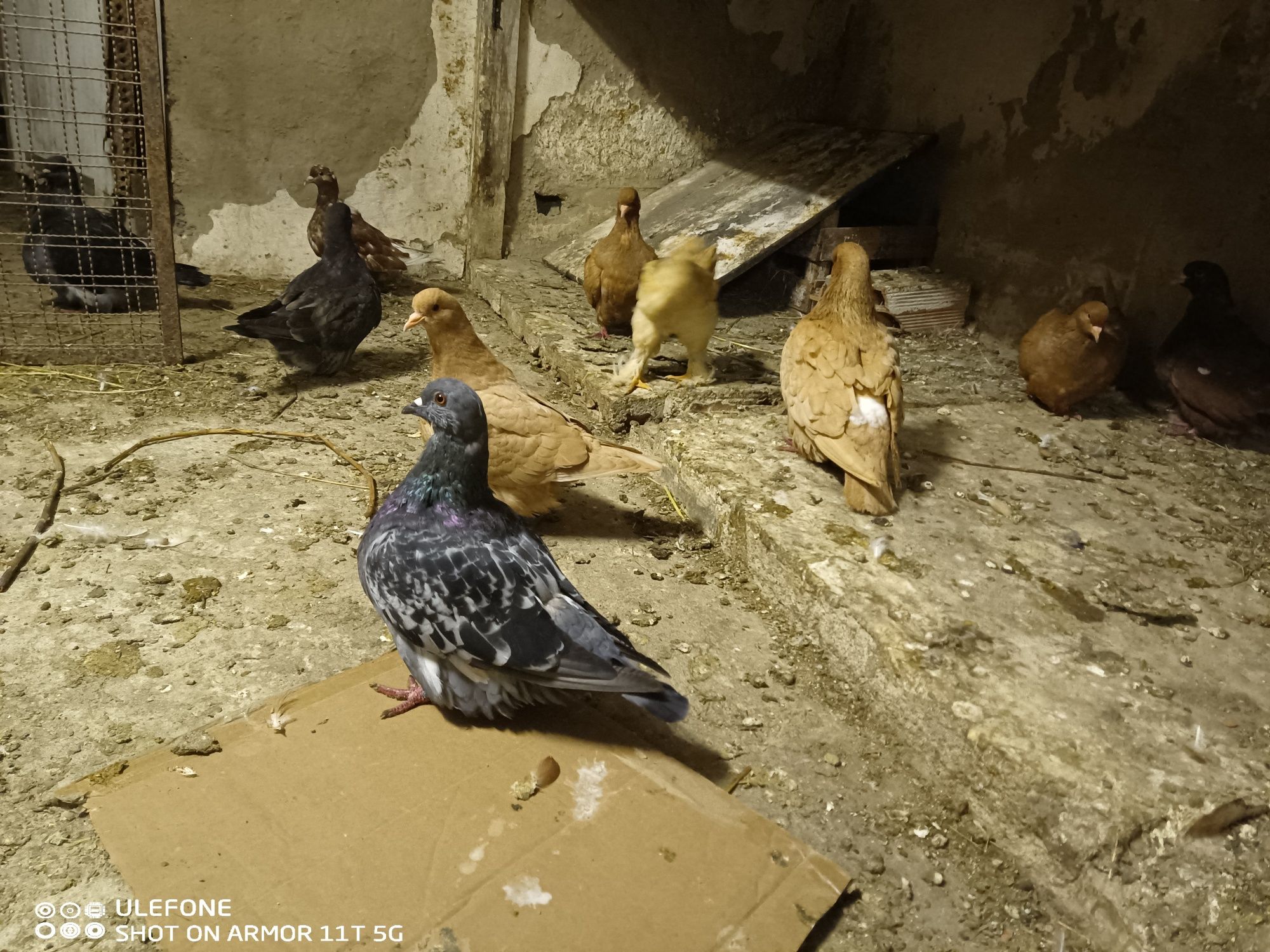 Casal de pombos mundanos amarelos