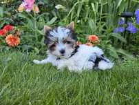 York Yorkshire Terrier Biewer chłopiec