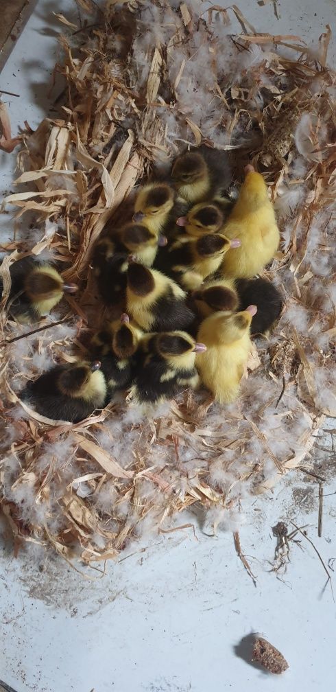 Patos criados ao ar livre