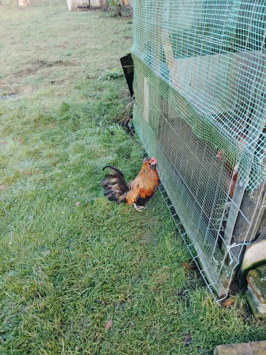 Sprzedam koguty ozdobne