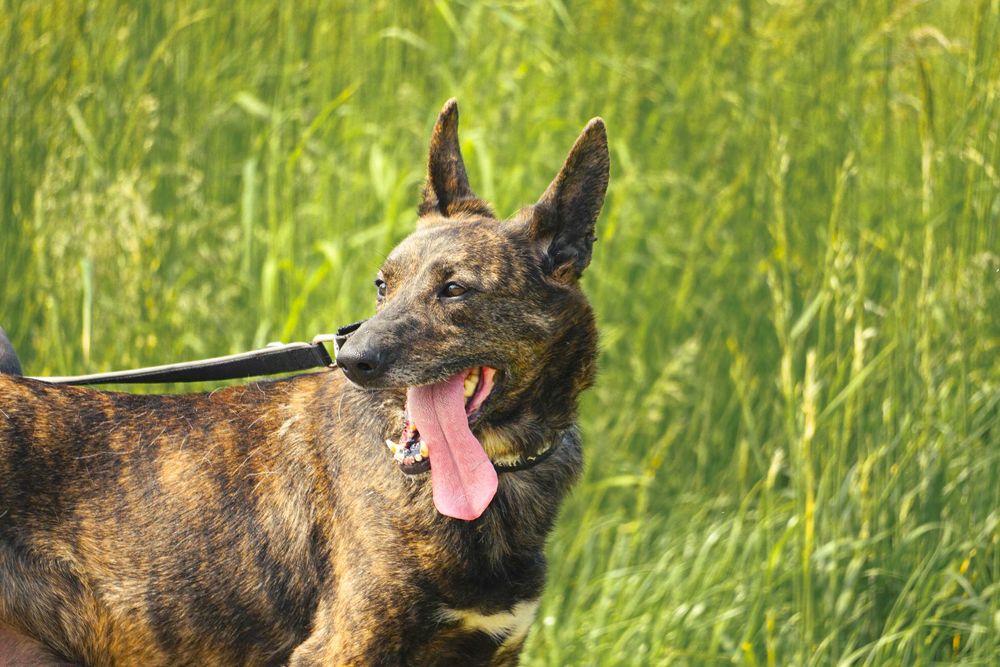 Adora - piekna pręgowana sunia