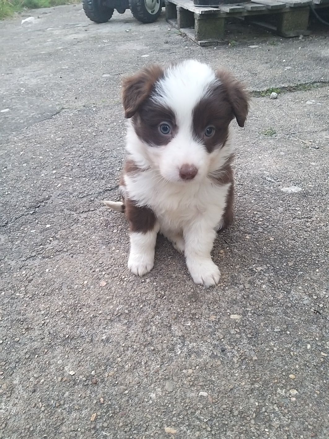 Border collie C/LOP/RI