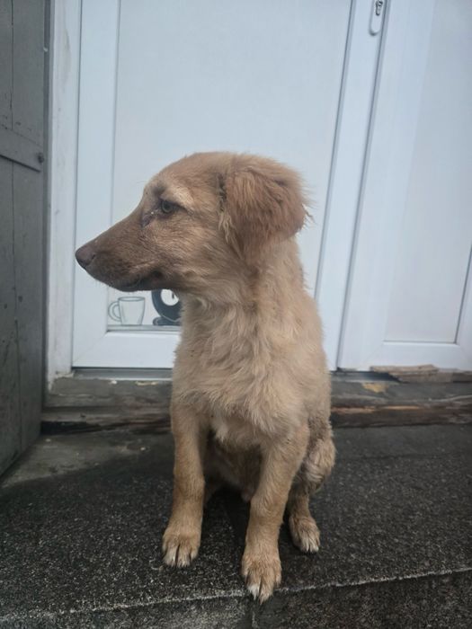 Цуценя шукає дім