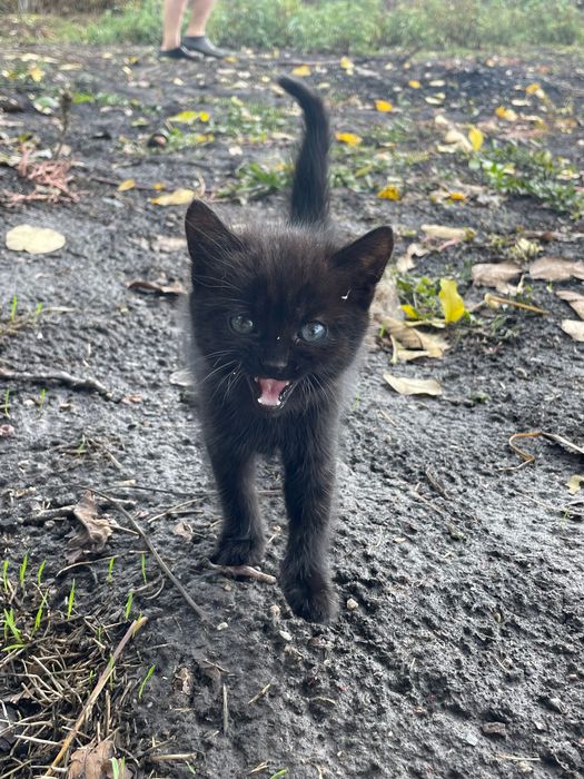 Віддам кошеня в добрі руки!