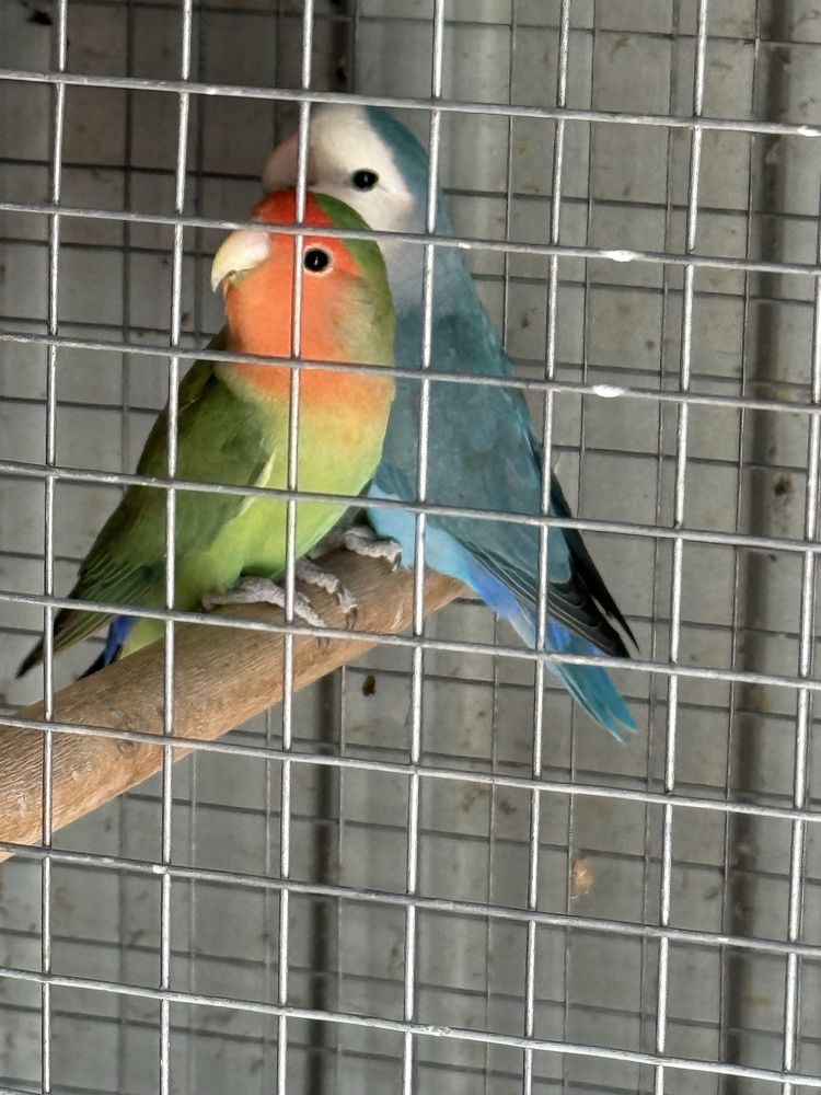 casal de agapornis 2024