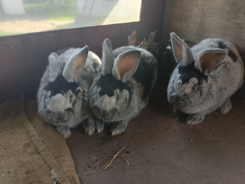 Кролики Европейское серебро.