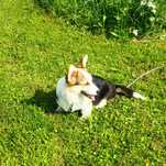 Welsh Corgi Pembroke piesek tricolor, długi ogonek ALO