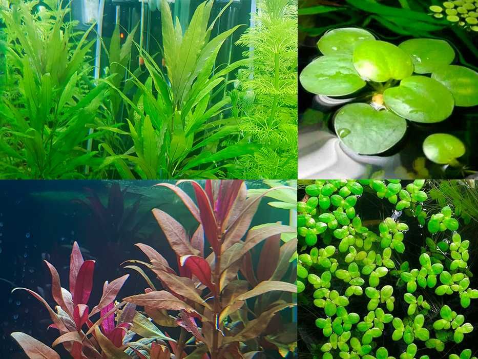 Plantas de aquário
