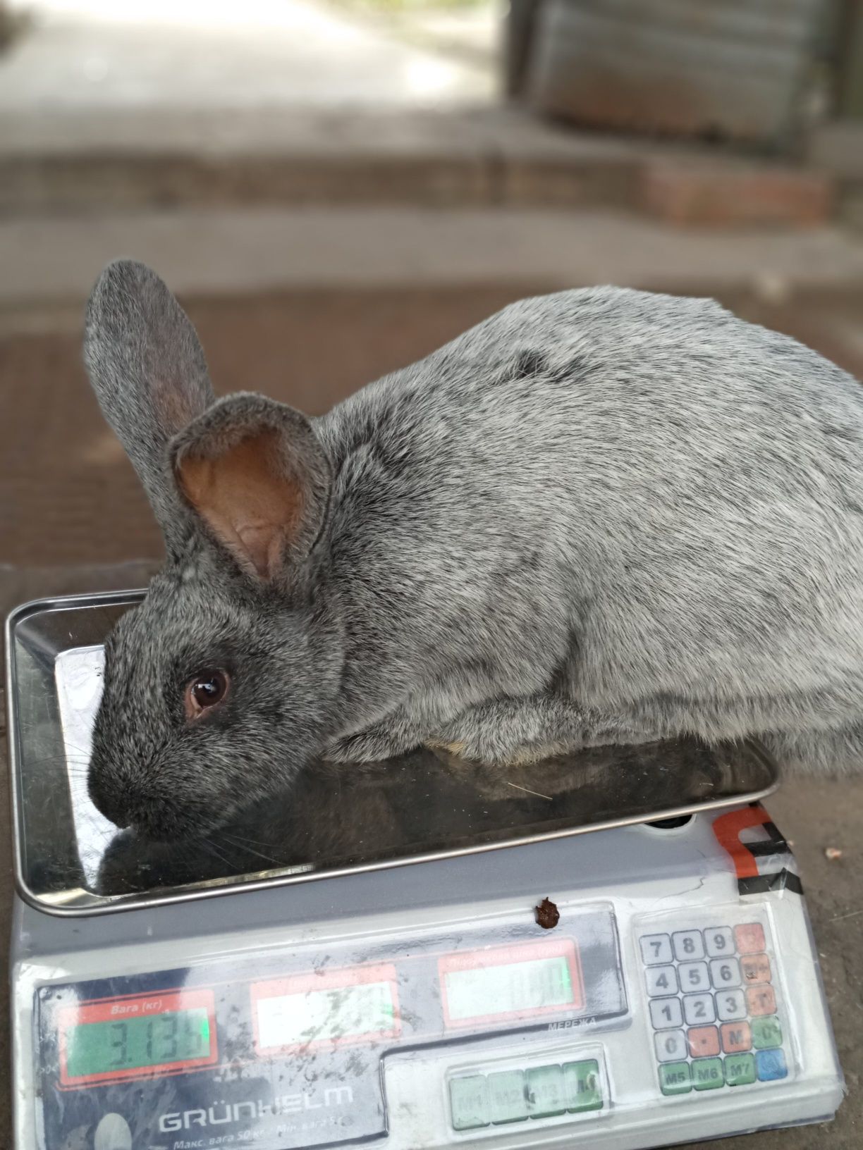 Продам кроликів полтавське срібло, каліфорнія, ззмішаних