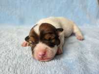 Jack Russell Terrier suczka gładkowłosa 1#