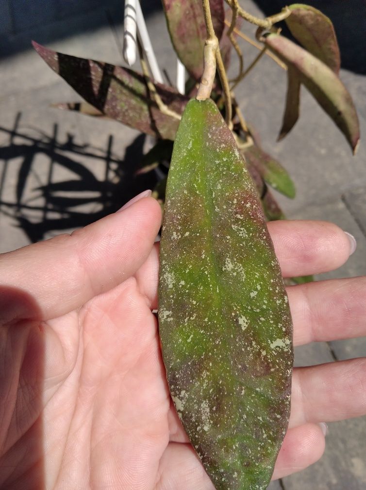 Hoya scortechinii ut001 pink