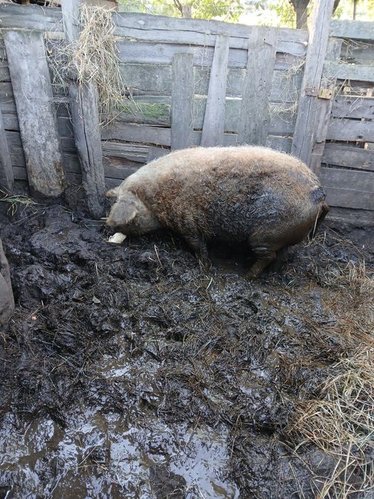 Продам порісну  свиноматку