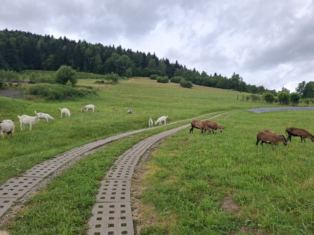 Sprzedam : capki , kózki , baranek.