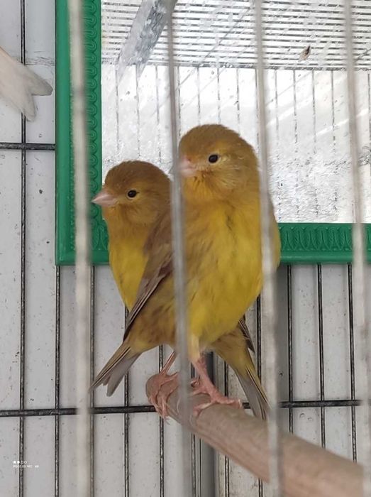 2 Canaria Timbrada espanhol