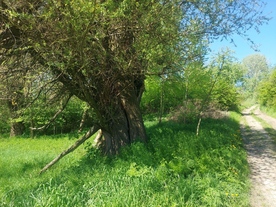 Продаж ділянки 50 соток с.Млинище (26144870)
