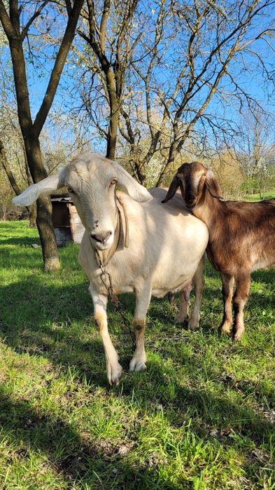 Кози нубійської породи