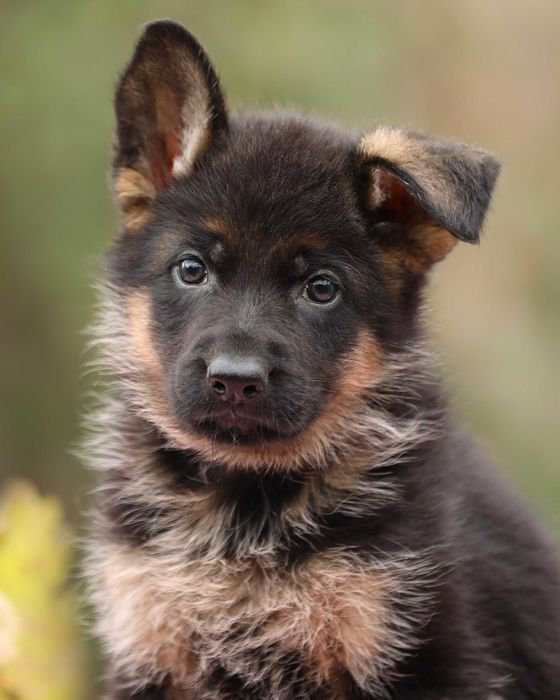 Цуценята німецької вівчарки