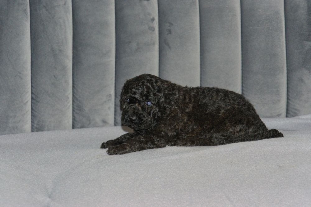 Pudel średni suczka