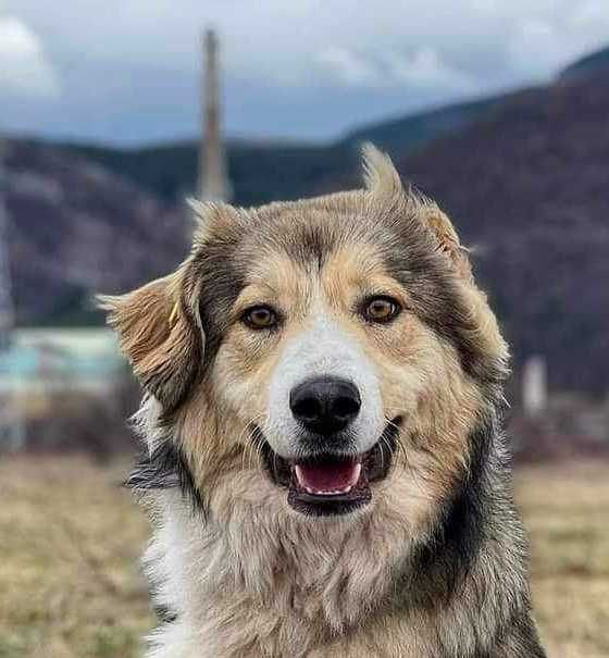 VAN -ok rok, piękny, łagodny  pies uratowany w Bułgarii