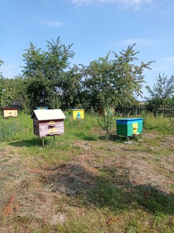 Бджоли, сім'ї з новими вуликами