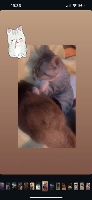 Tenho gatas para dar