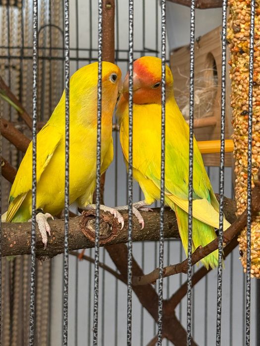 Casal de Agapornis reprodutor